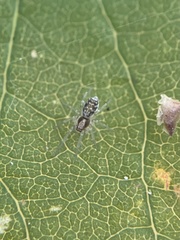Dictynidae