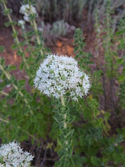 Origanum onites