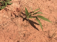 Chasmanthium latifolium