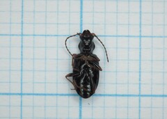 Bembidion