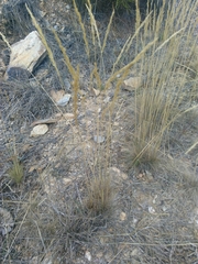 Corynephorus canescens