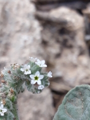 Heliotropium