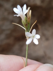 Dianthus illyricus image