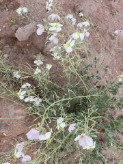 Nerisyrenia camporum