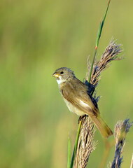 Sporophila