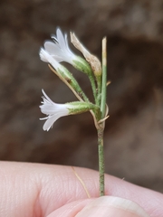 Dianthus illyricus image