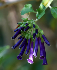 Iochroma cyaneum