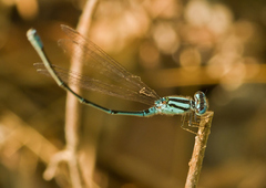 Pseudagrion australasiae