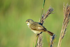 Sporophila
