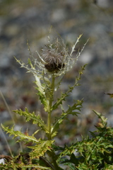 Cirsium spinosissimum