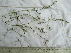 Najas flexilis