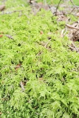 Hylocomium splendens