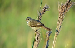 Sporophila