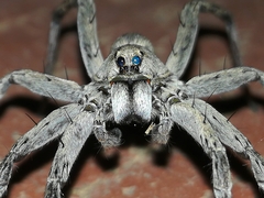 Portacosa cinerea