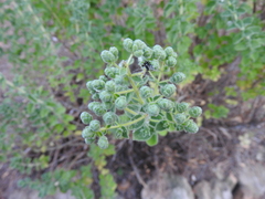 Origanum onites