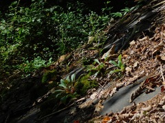 Micranthes petiolaris