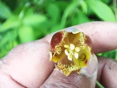Calochortus barbatus