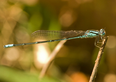 Pseudagrion australasiae