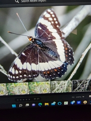 Limenitis weidemeyerii