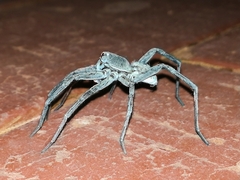 Portacosa cinerea