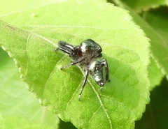 Paraphidippus