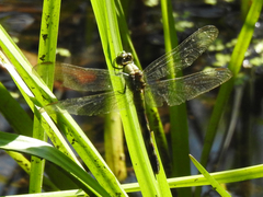 Erythemis simplicicollis