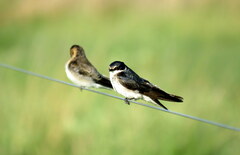 Tachycineta leucorrhoa