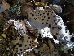 Umbilicaria crustulosa