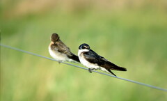 Tachycineta leucorrhoa