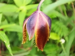 Calochortus barbatus
