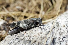Oedipoda germanica