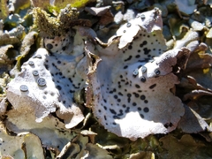 Umbilicaria crustulosa