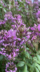 Cleome houtteana