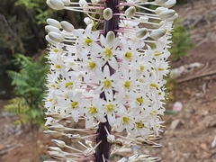 Drimia numidica