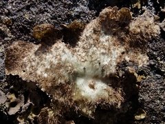 Umbilicaria crustulosa