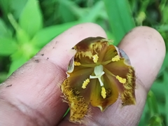 Calochortus barbatus