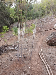 Drimia numidica