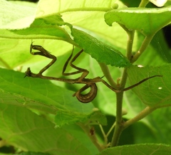 Pseudovates chlorophaea