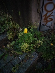 Papaver cambricum