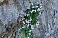 Petrocoptis pyrenaica