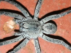 Portacosa cinerea