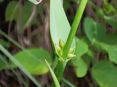 Calochortus barbatus