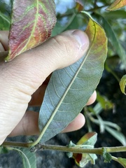 Salix sitchensis