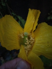 Papaver cambricum