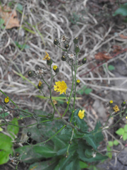 Hieracium sabaudum
