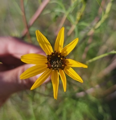 Helianthus salicifolius