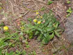 Hieracium sabaudum