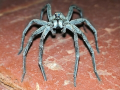 Portacosa cinerea