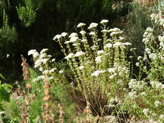 Origanum onites