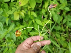 Calochortus barbatus